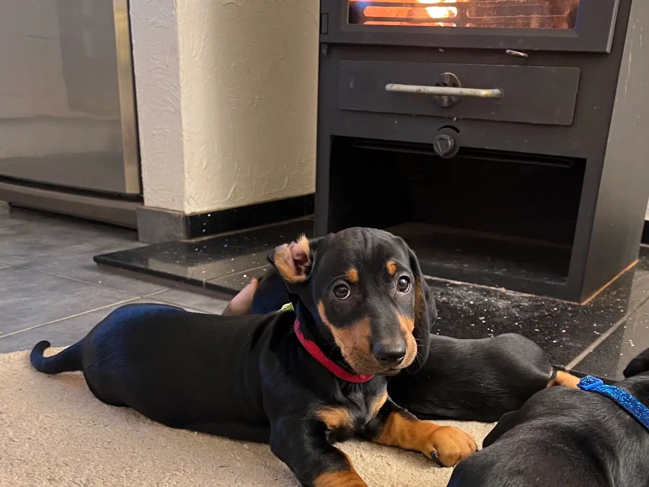 Billede 6 - DKK standard gravhunde hvalpe 