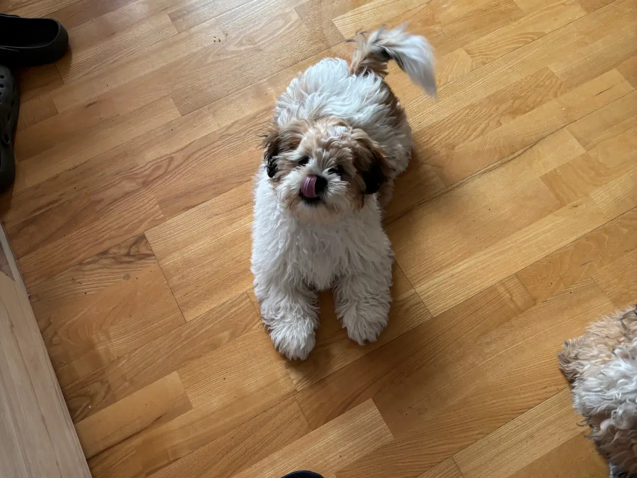 Billede 3 - Shih tzu  søger nyt hjem 