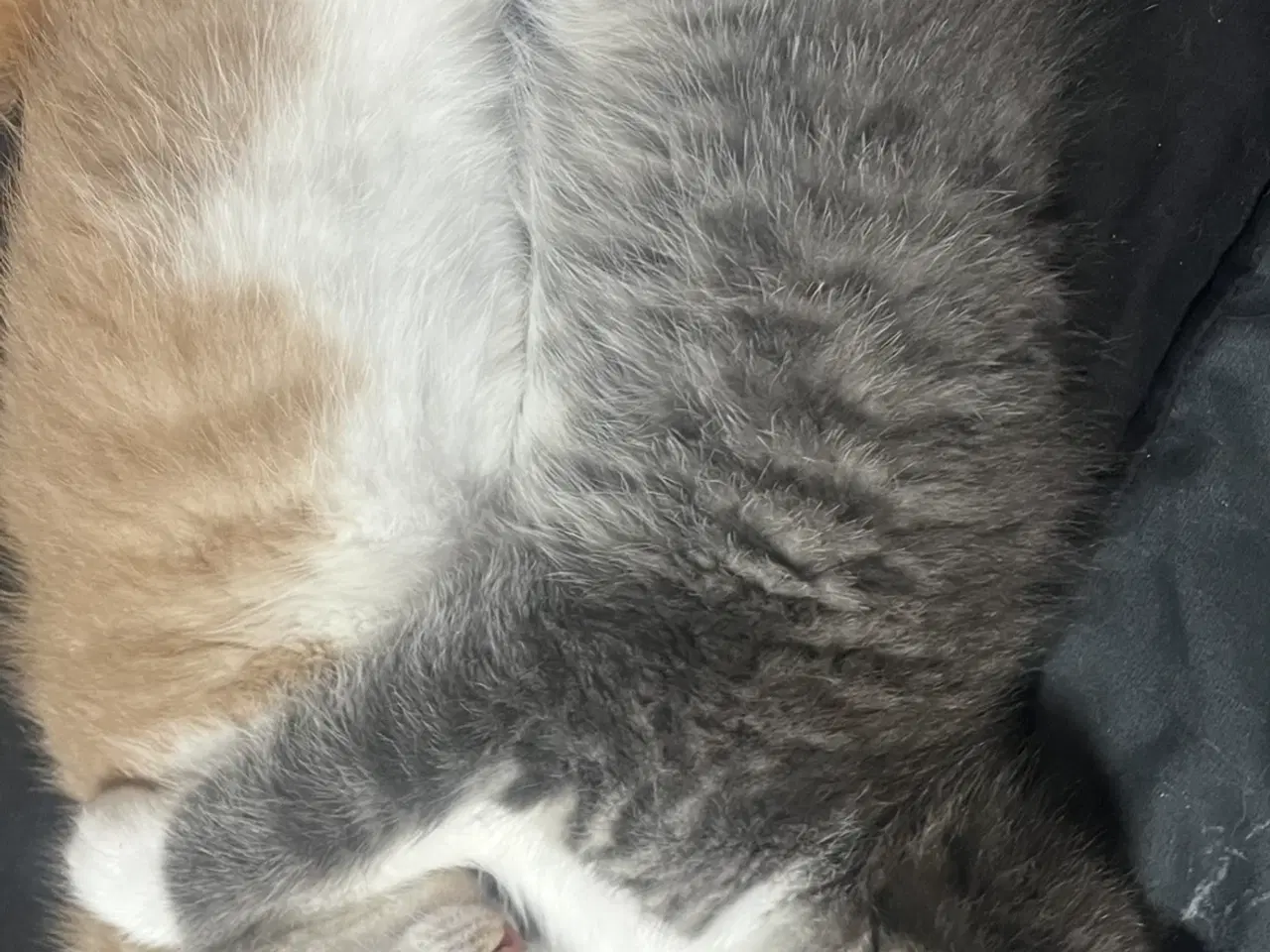 Billede 2 - To dejlige han killinger 