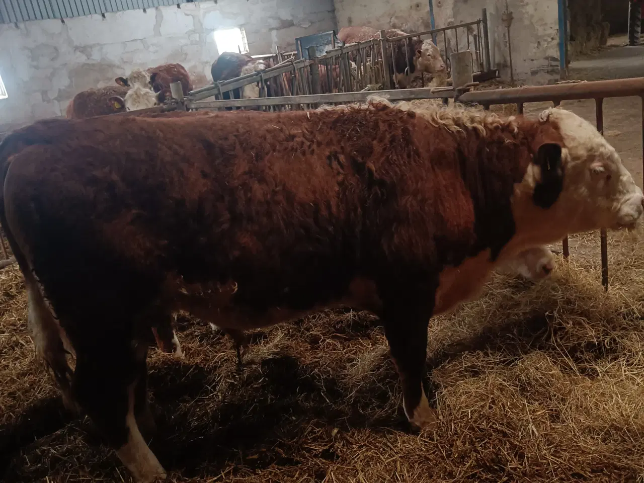 Billede 2 - Hereford tyr