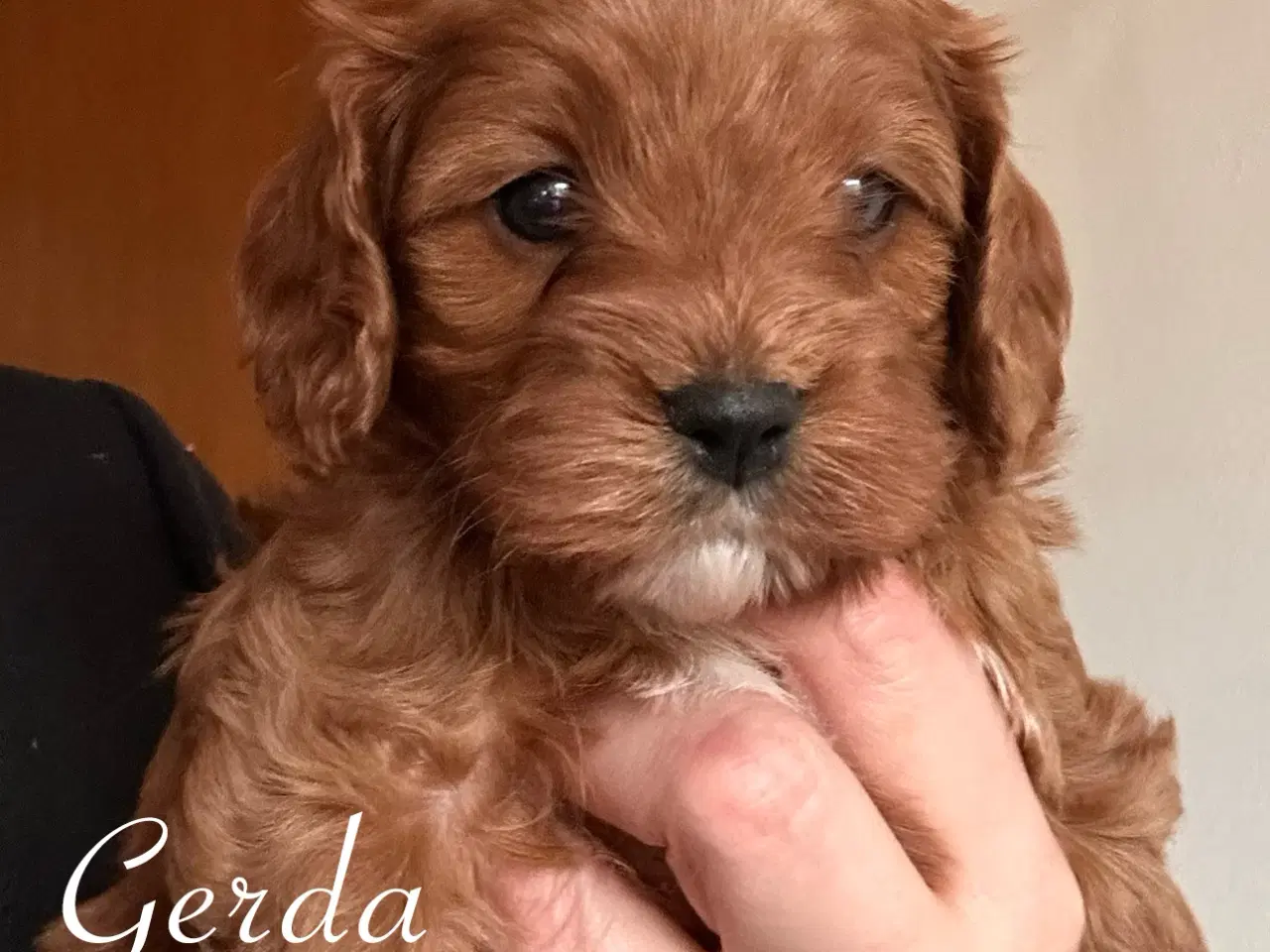 Billede 6 - Cavapoo (Cavalier + toypuddel)