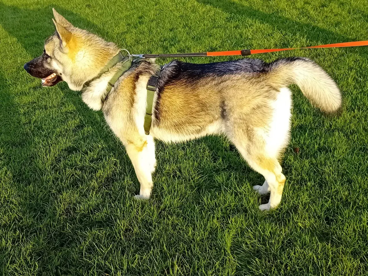 Billede 8 - Hund søger ny hjem 