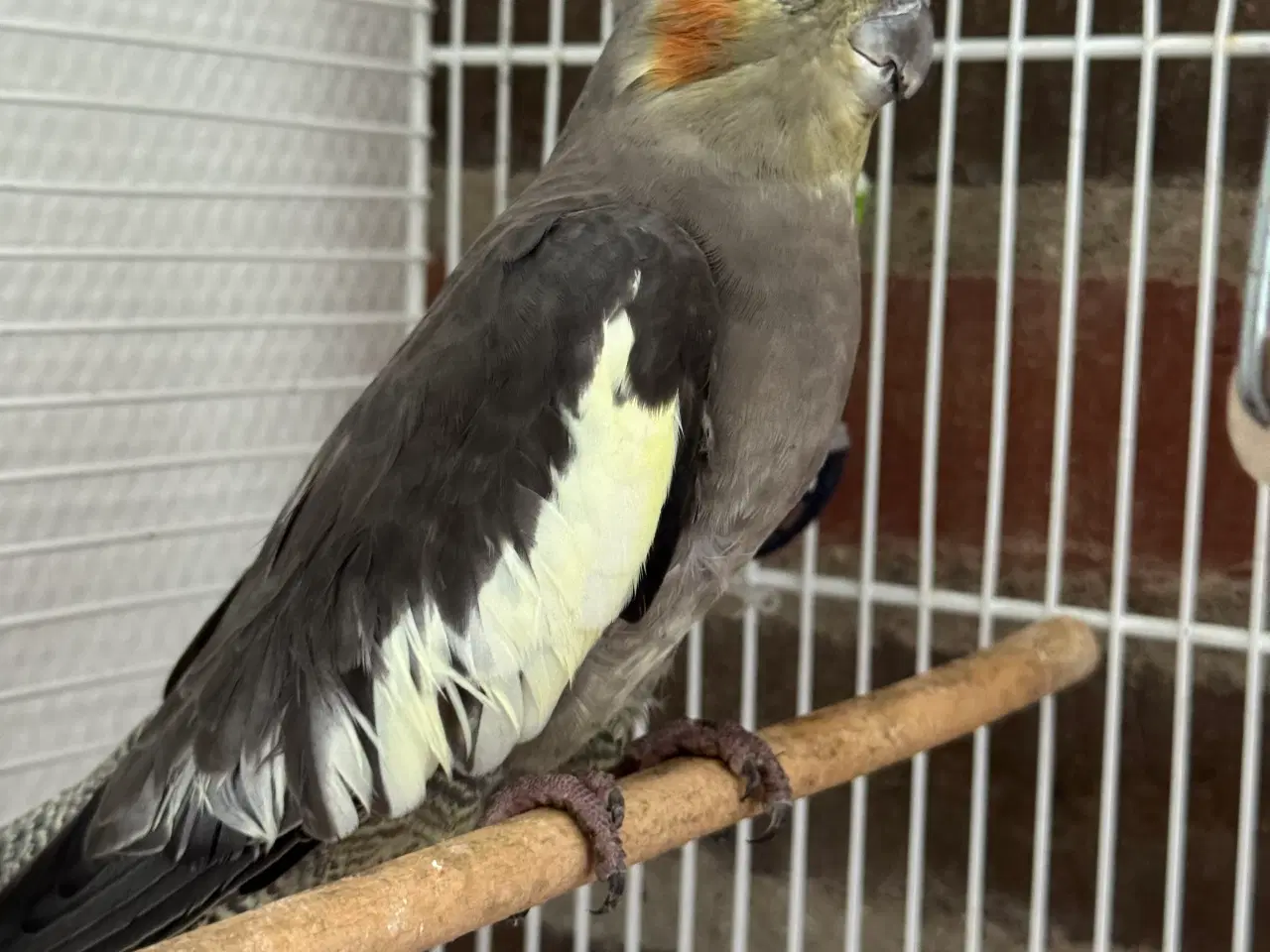 Billede 2 - Sød Nymfeparakit ca 7 månder