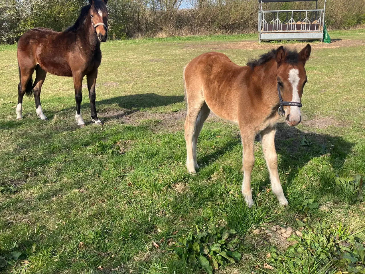 Billede 4 - 1’er ponyer 