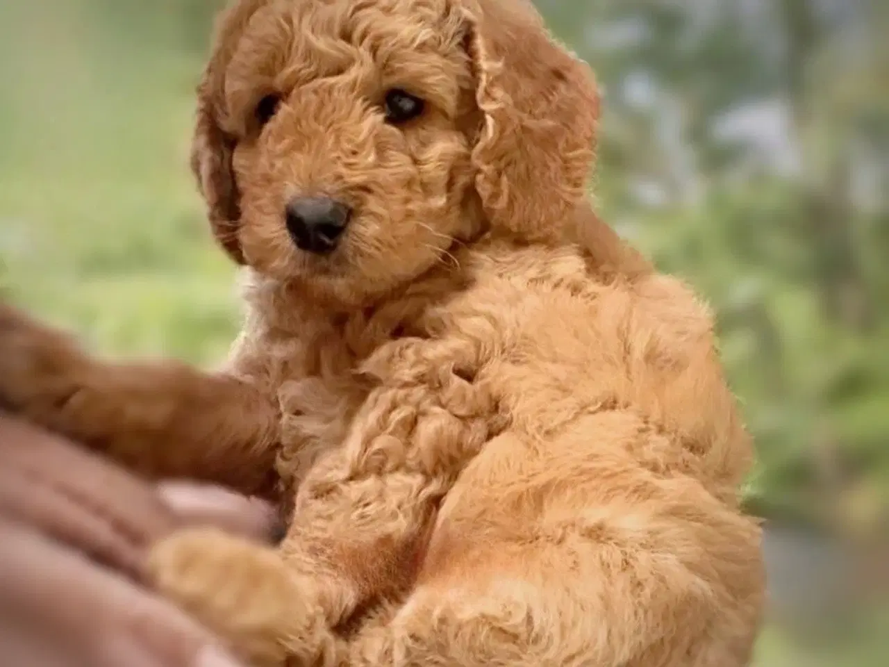 Billede 2 - Goldendoodle F1bb-mini hvalpe