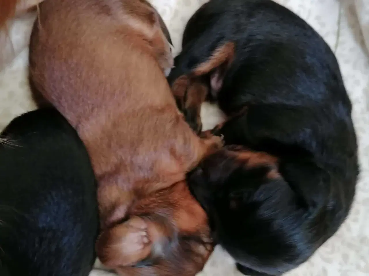 Billede 2 - Langhåret dværg gravhund 