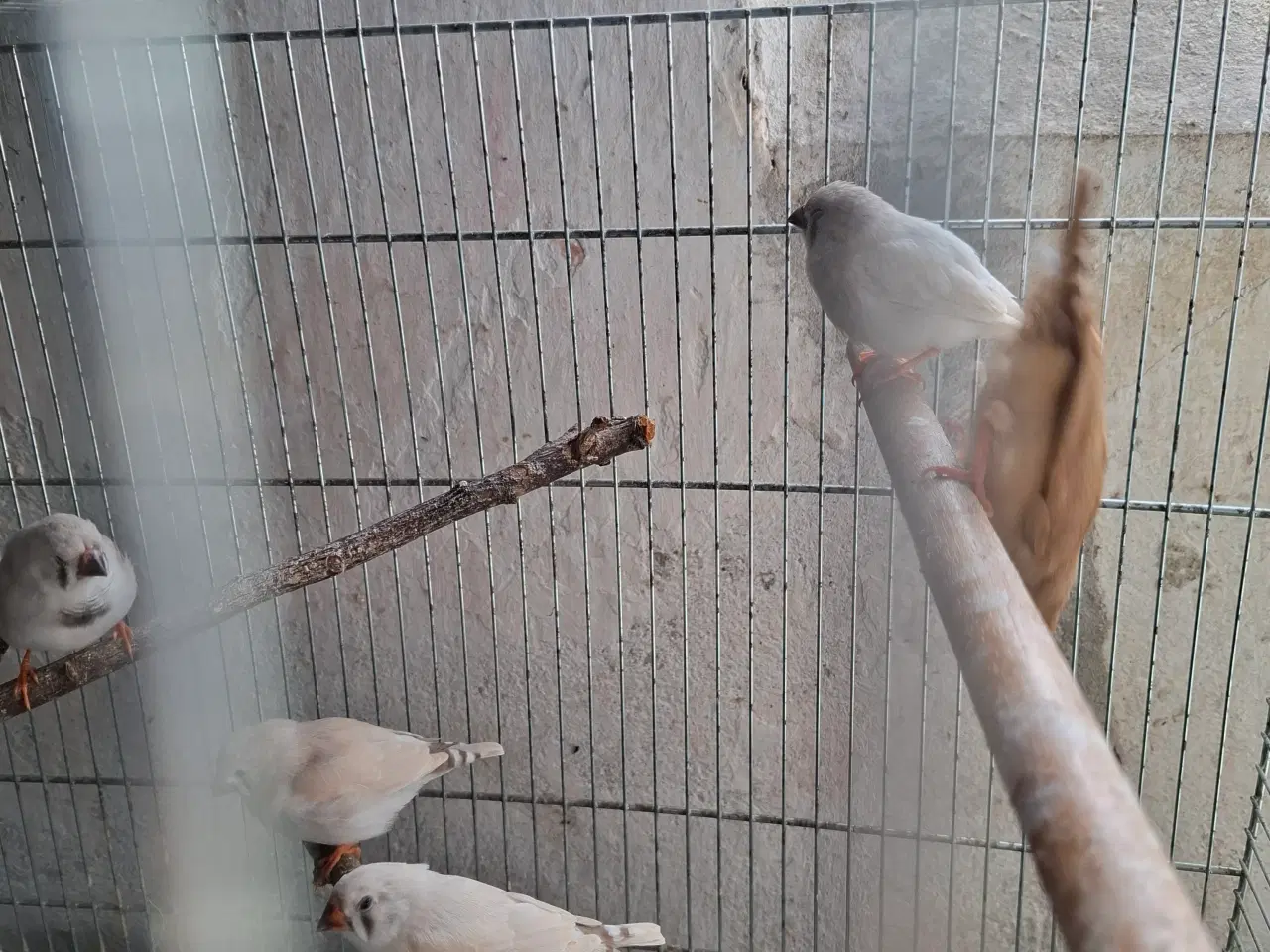 Billede 4 -  Zebrafinker unger 