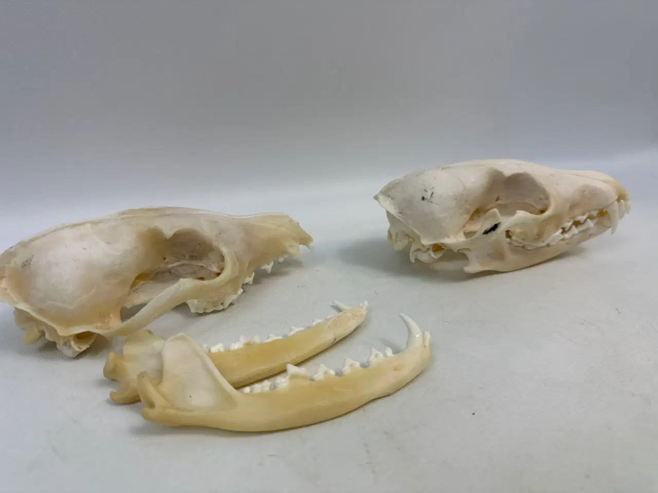 Billede 8 - 2 stk. kranier fra ræv 
