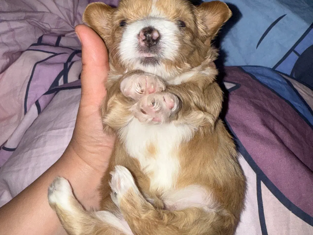 Billede 6 - Ægte bichon  havanais.