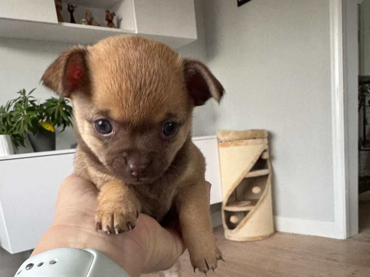 Billede 4 - Chihuahua/papillon hvalpe