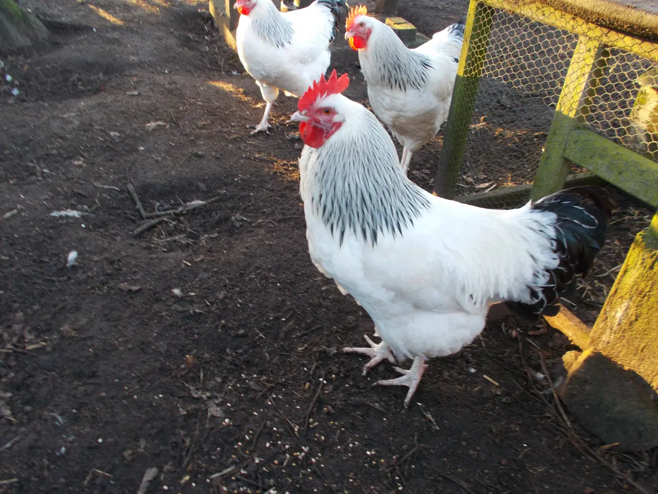 Billede 3 - Lys sussex Haner