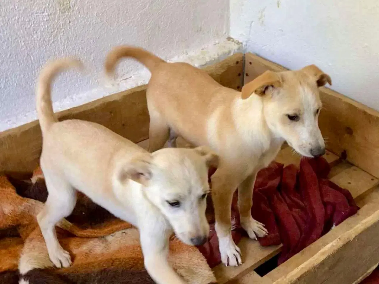 Billede 13 - Vidunderlige Lotus søger sin helt egen familie 🥰