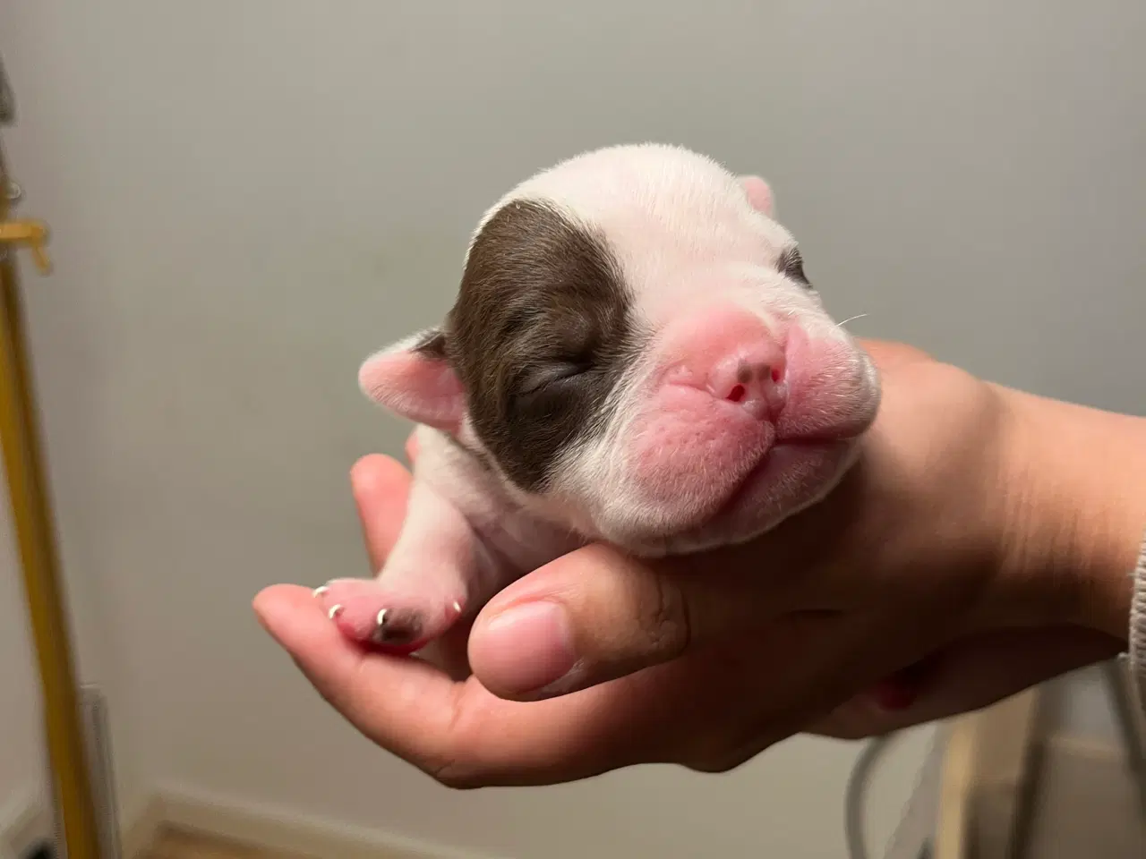 Billede 4 - Old English Bulldog