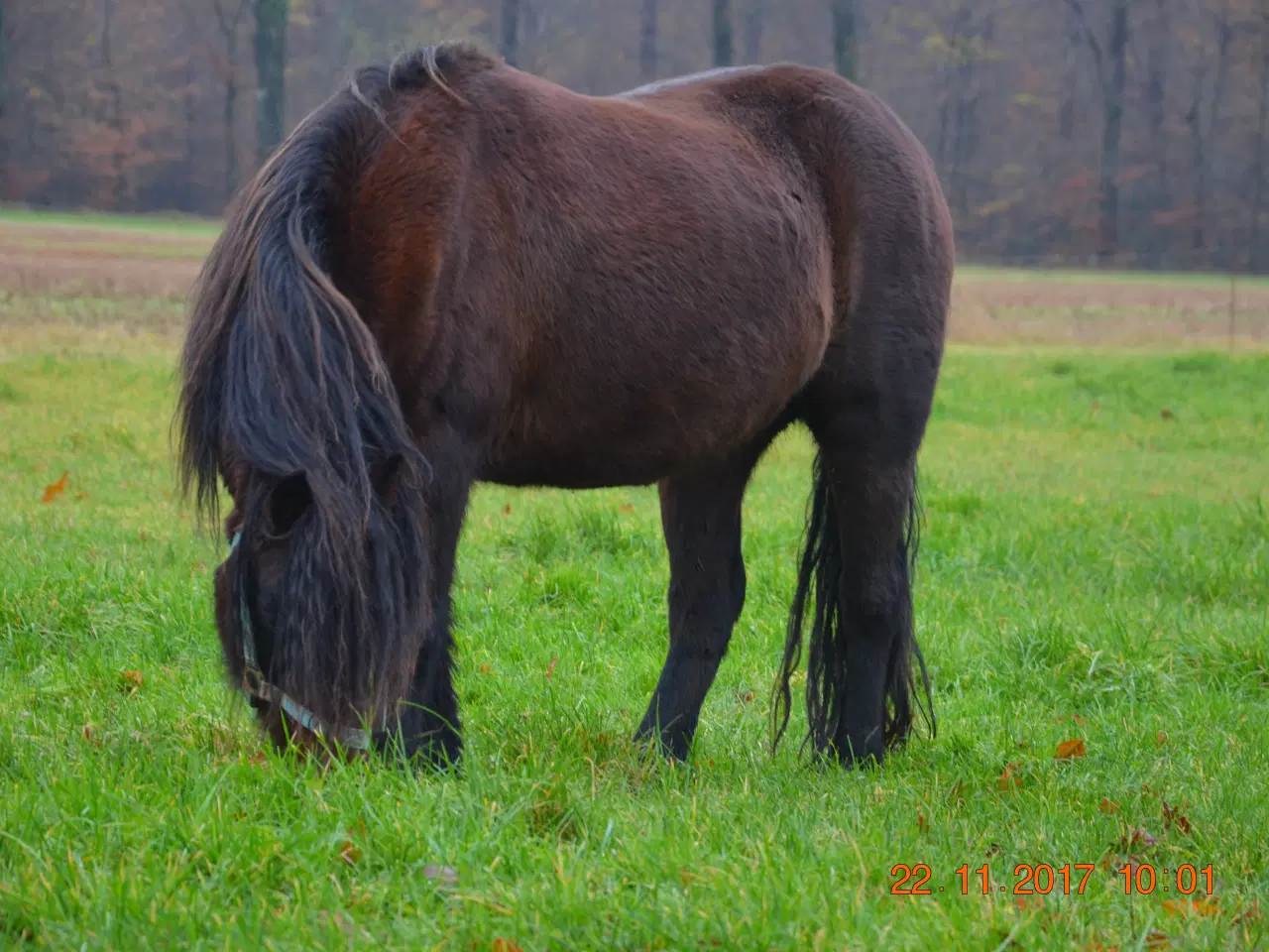 Billede 1 - Pony / selskabspony