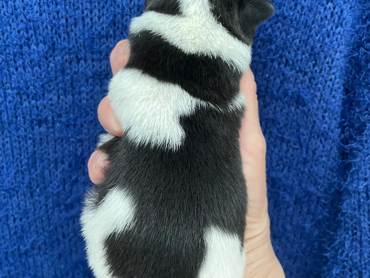 Billede 12 - Dansksvensk gårdhunde hvalpe 