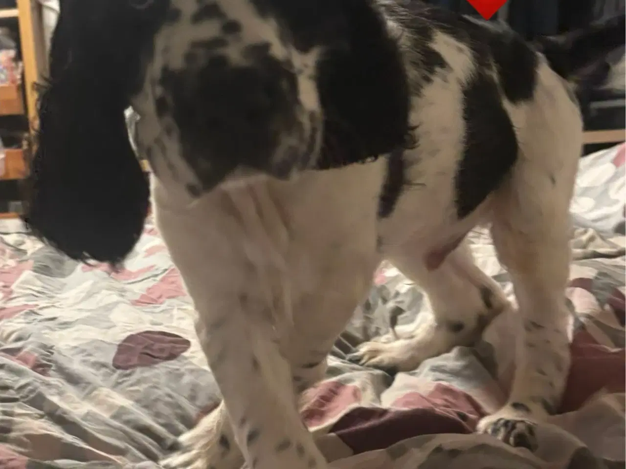 Billede 10 - DKK Stamtavle Standard Engelske Springer Spaniels