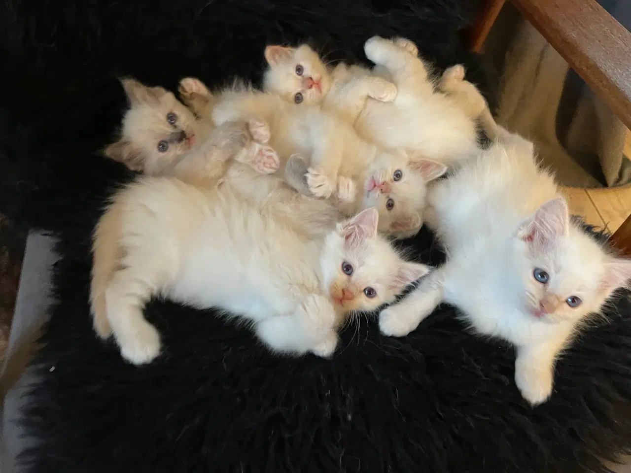 Billede 1 - Hellig Birma killinger