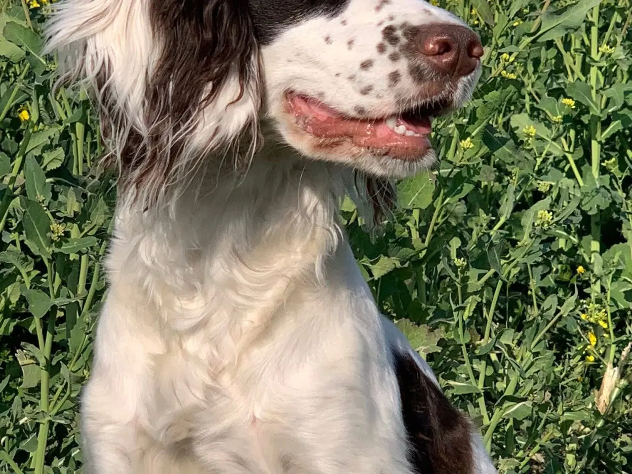 Billede 10 - FT Cocker Spaniel tæve med stamtavle