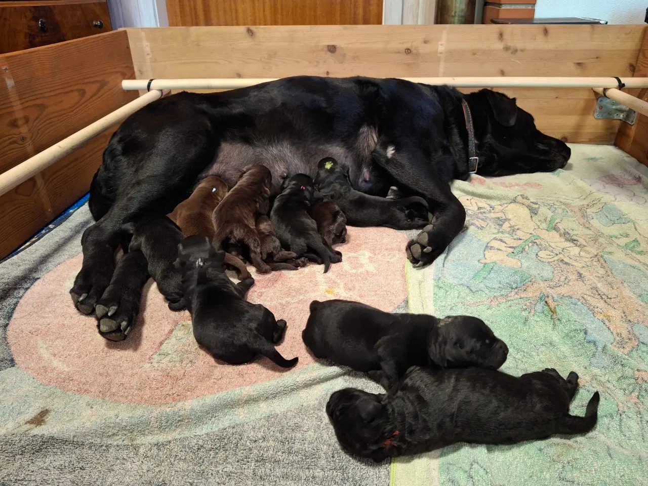 Billede 7 - Labradoodle hvalpe 
