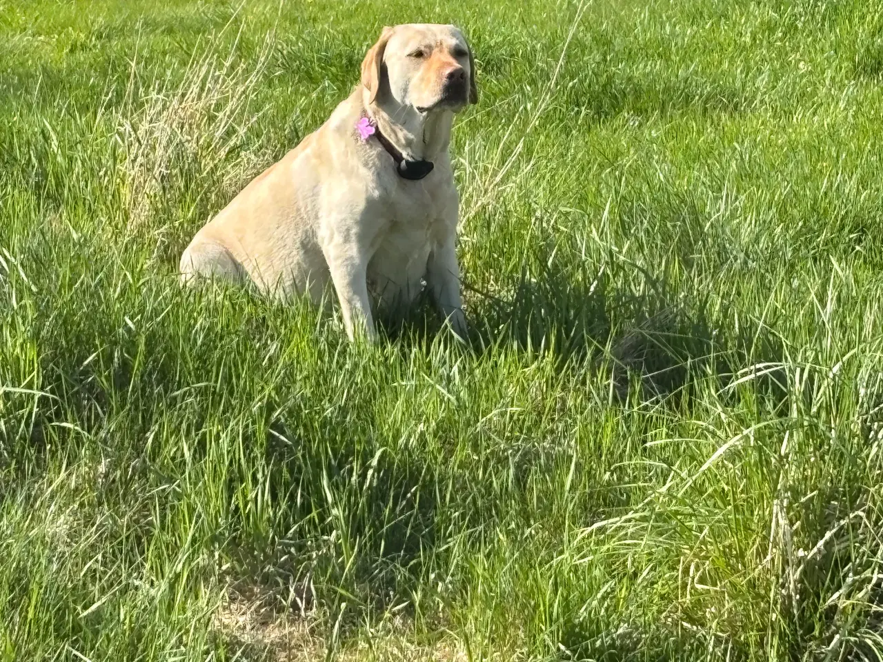 Billede 1 - Labrador hvalpe