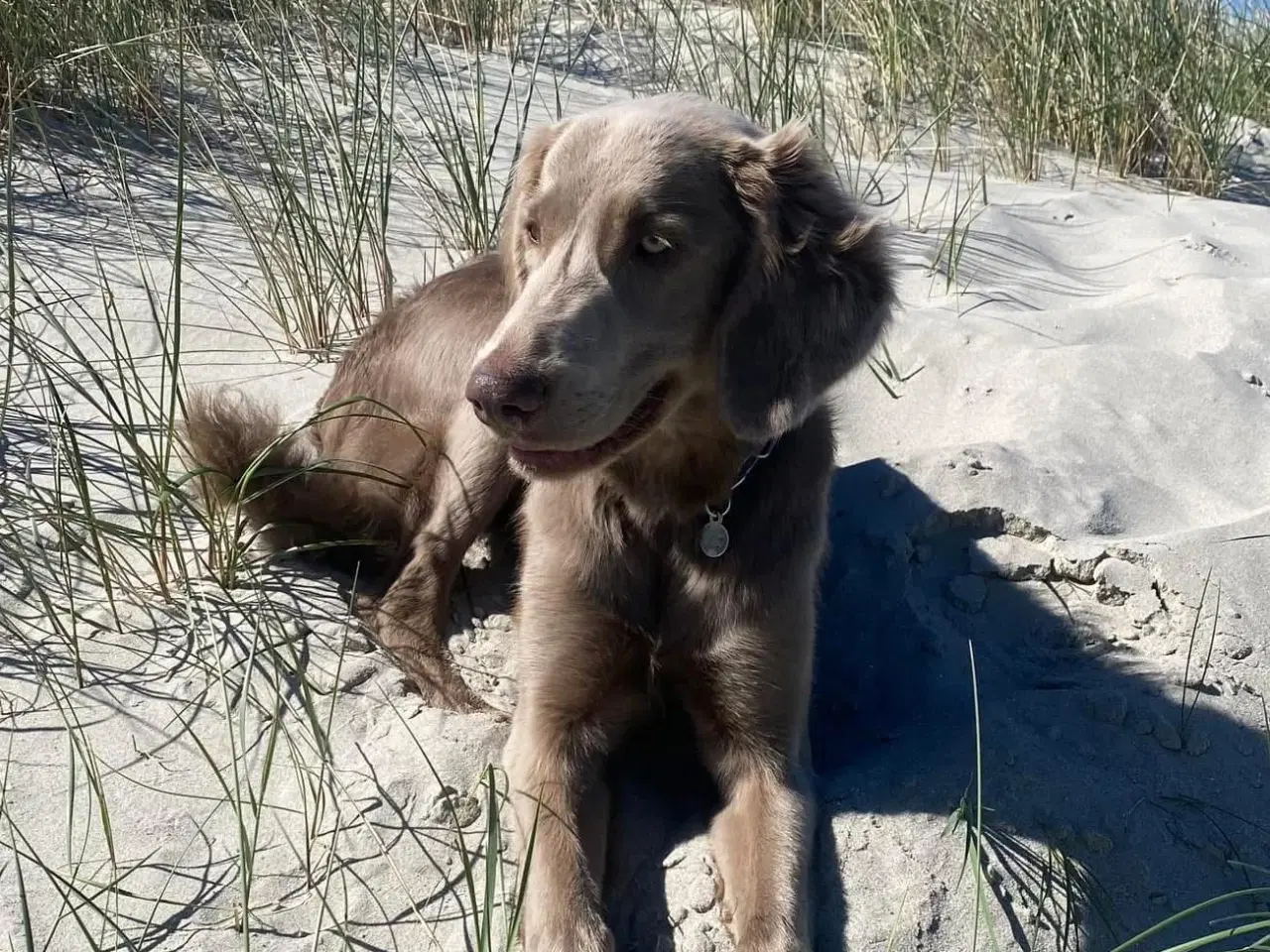 Billede 4 - Langhåret Weimaraner hvalpe