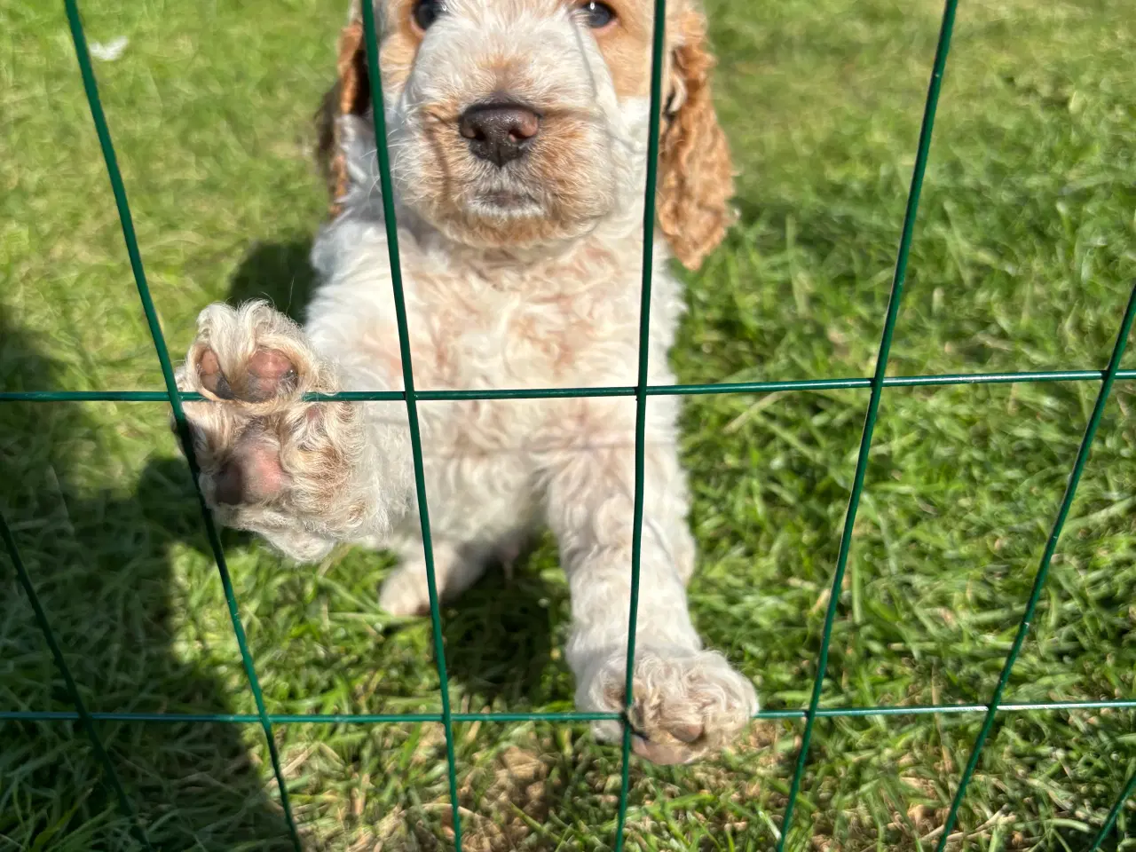 Billede 7 - Cockapoo hvalpe må flytte hjemmefra nu! 