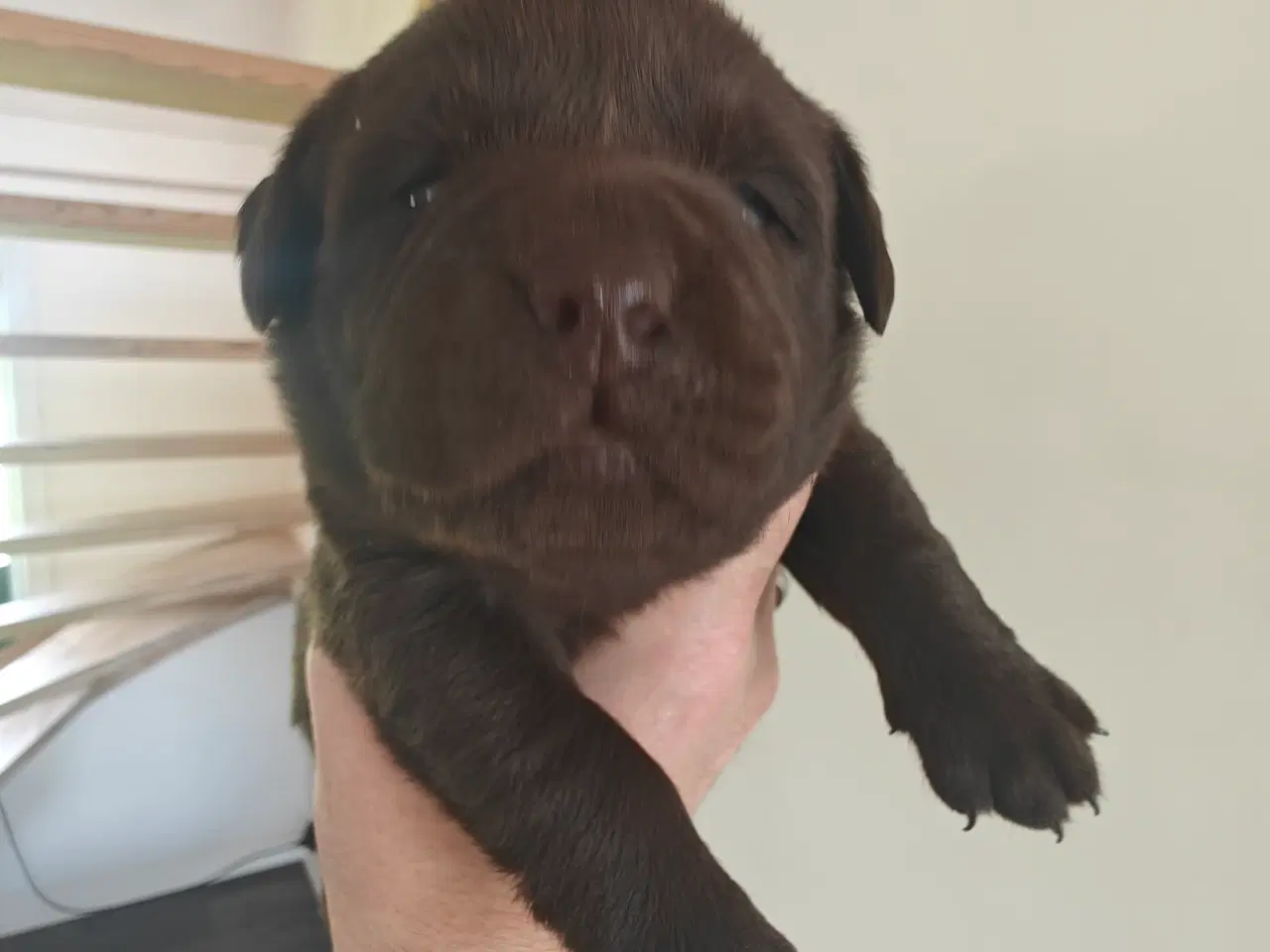 Billede 10 - Brun labrador hvalpe sælges 