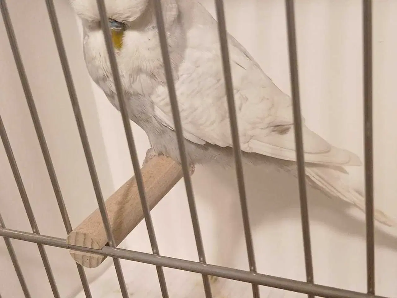 Billede 1 - 1 engelsk undulat han