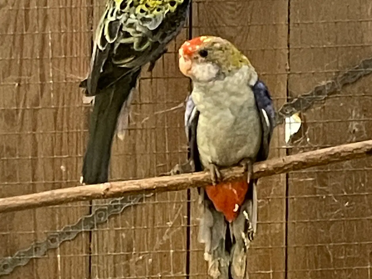 Billede 3 - Blå rosella