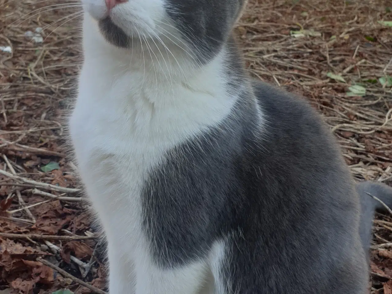 Billede 2 - Teenage killinger