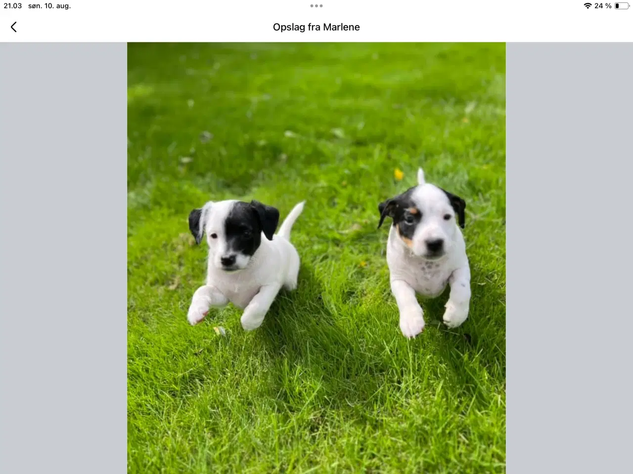 Billede 3 - Dansk, svensk gårdhunde hvalpe