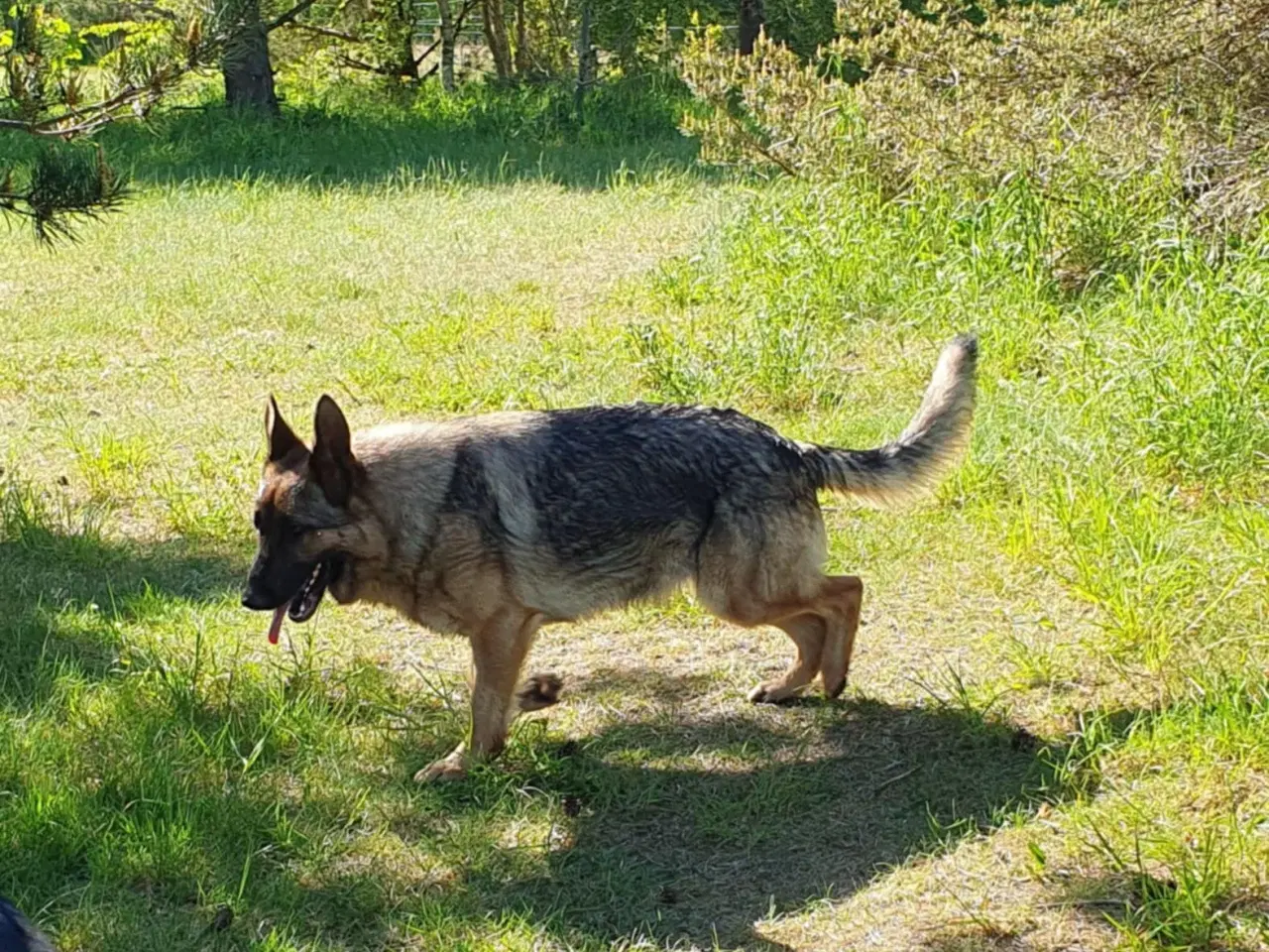 Billede 11 - Schæfer hanvalp 4.mnd og en grå tæve på 18.mnd.