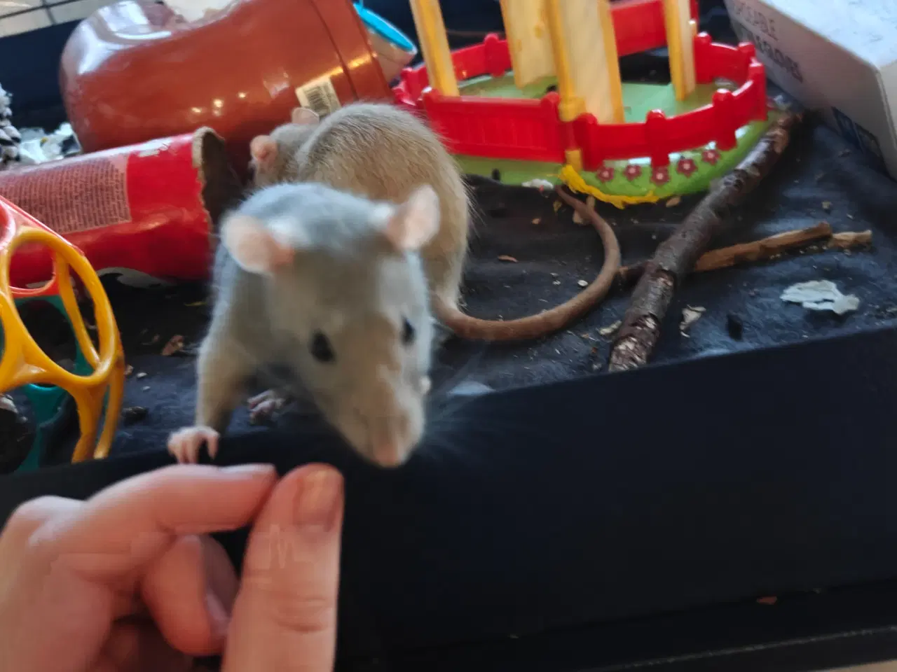 Billede 7 - Rotte piger søger nyt hjem 