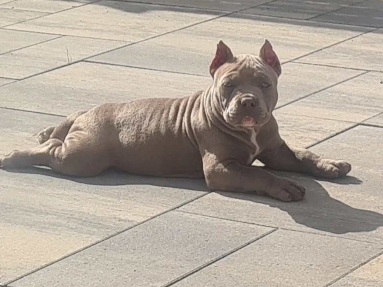 Billede 7 - American Bully pocket 