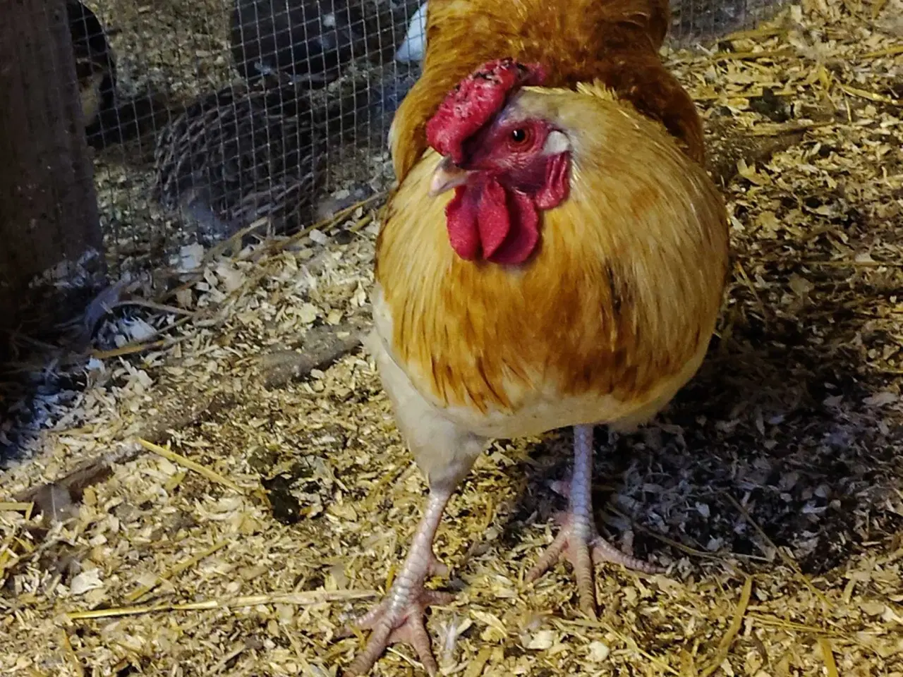 Billede 2 - 4 dejlige haner