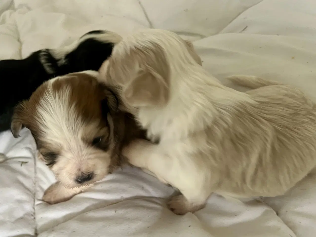 Billede 12 - Allergivenlig Shih Tzu / Bichon Havanais