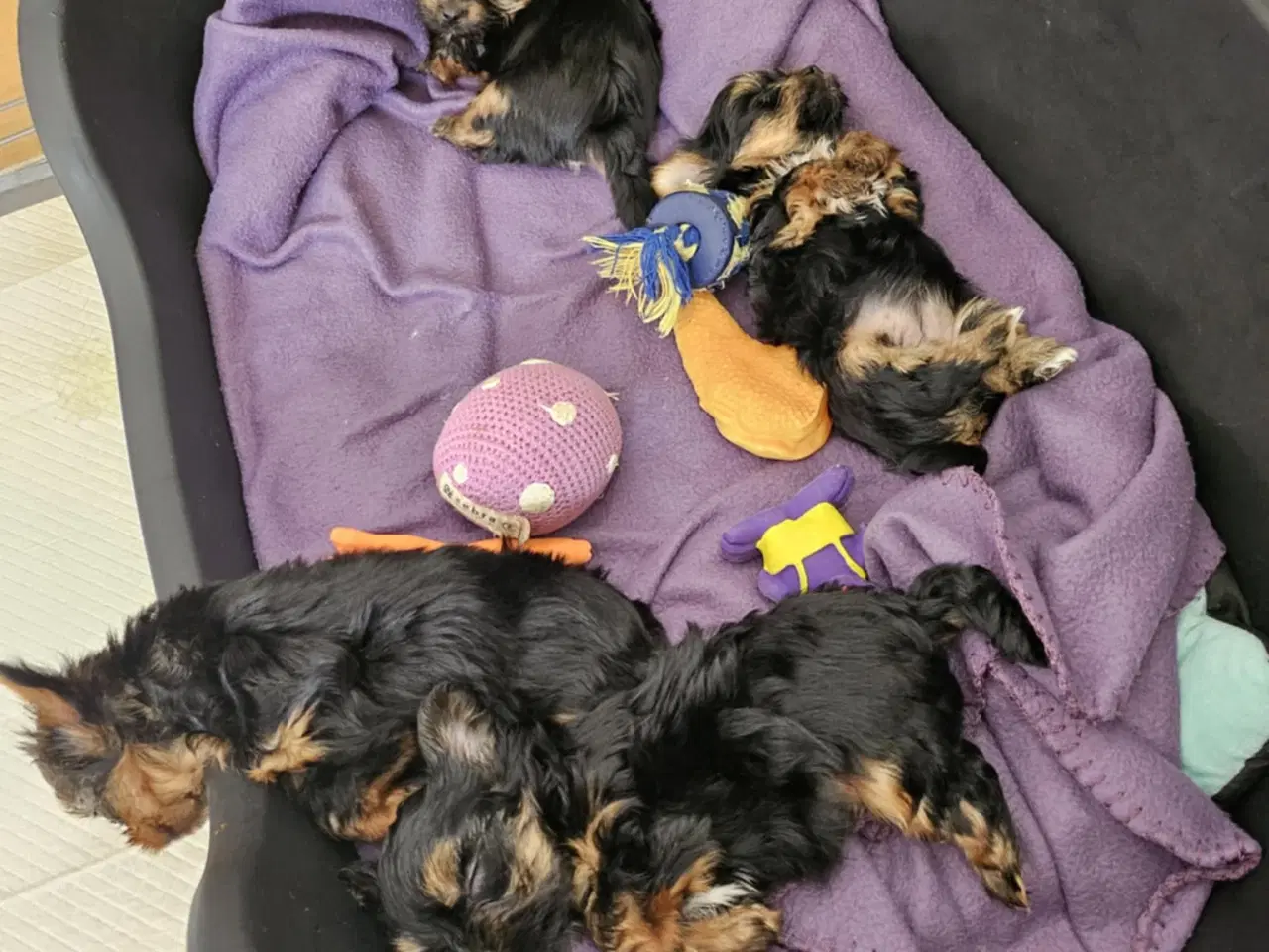 Billede 8 - 4 skønne Yorkshire Terrier hvalpe sælges 