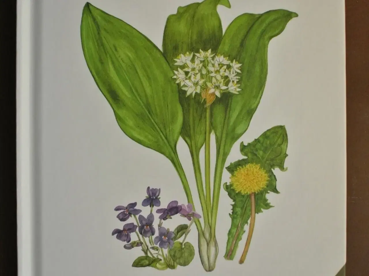 Billede 1 - spiselige vilde planter, af anemette olesen, emne: