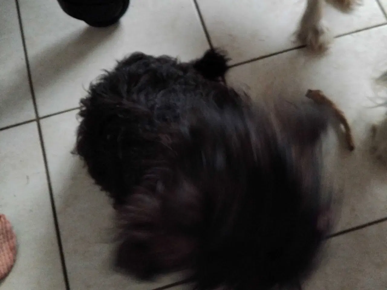 Billede 4 - Shih tzu Født 2 aug