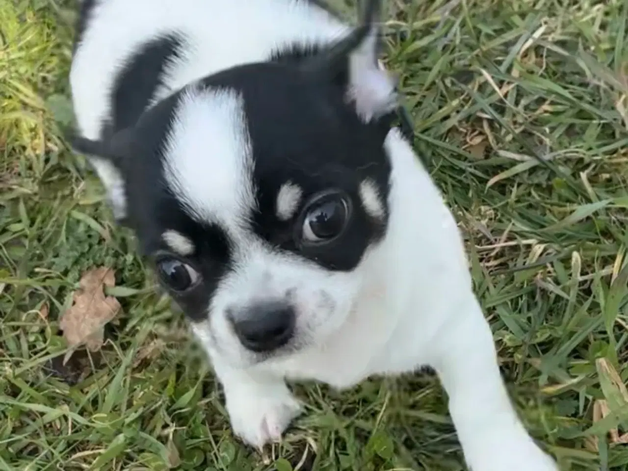 Billede 3 - DKK Chihuahua 