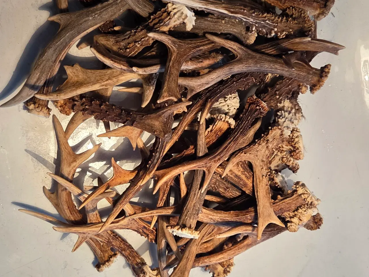 Billede 1 - Rådyr kastestænger