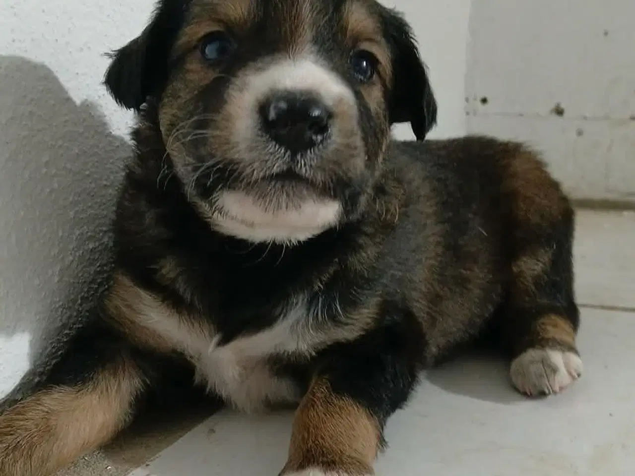 Billede 1 - Mio søger sin egen familie💙