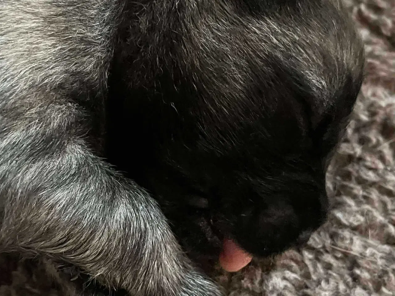 Billede 9 - Eurasier hvalpe sælges