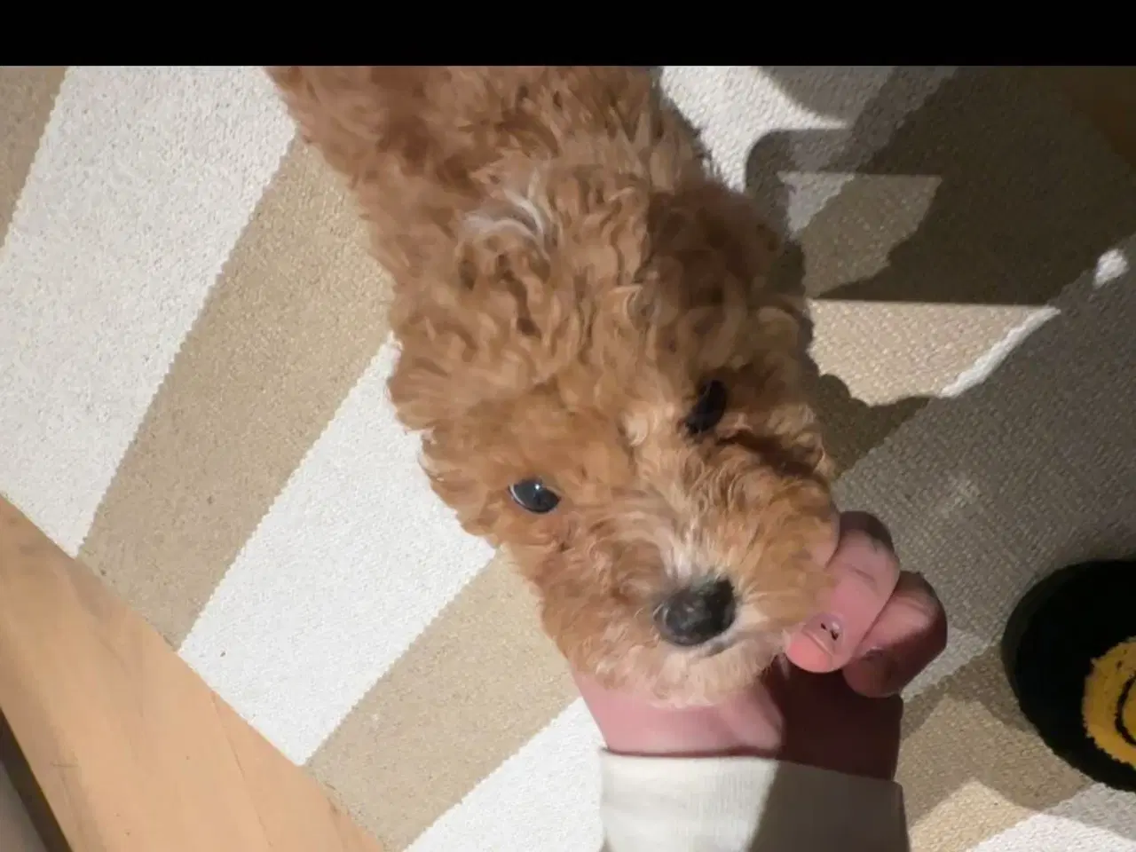 Billede 6 - Bichon Frise / Pood (Bomuldshund) hvalpe - 8uger