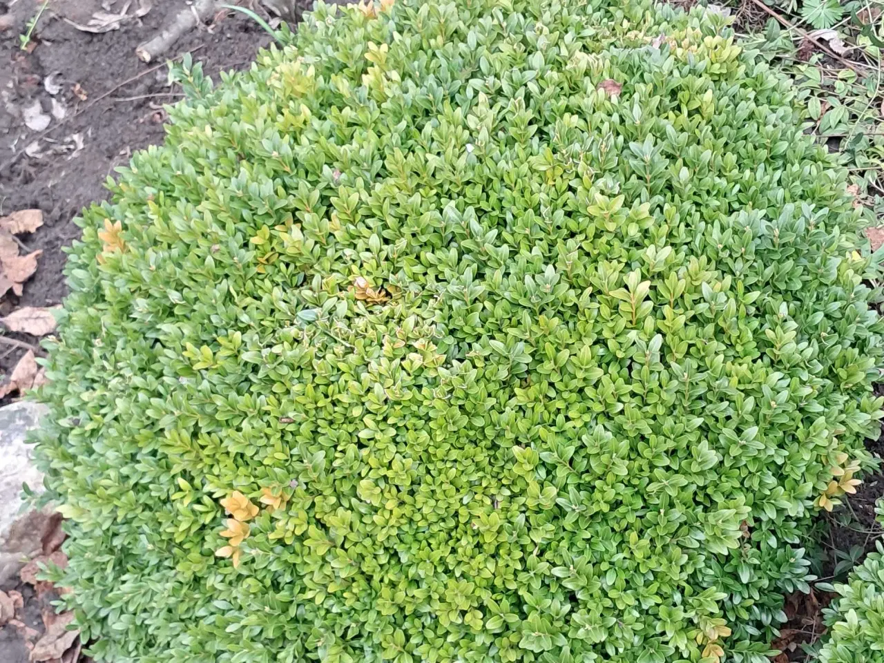 Billede 2 - 3 stk boksbom buske