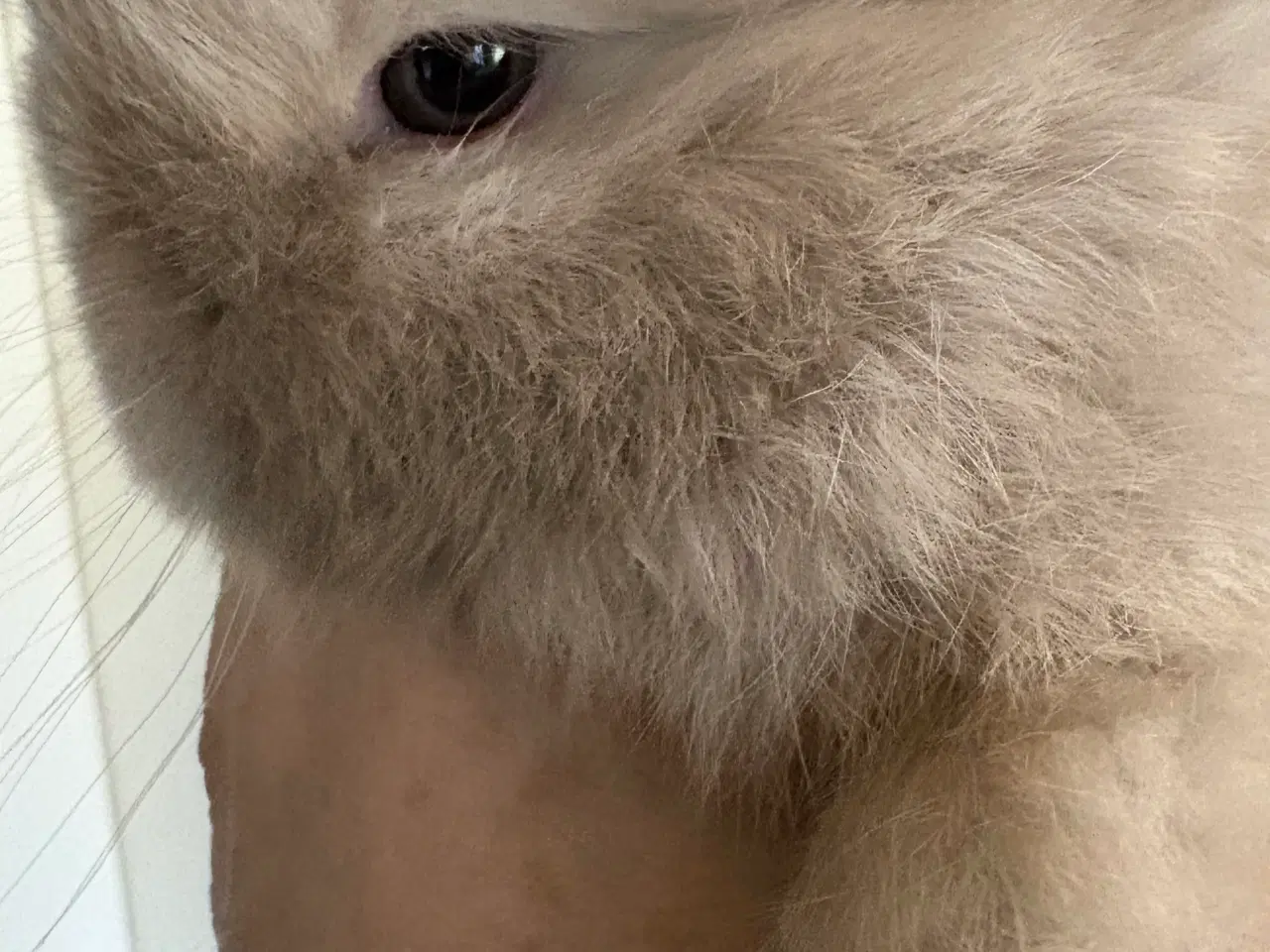 Billede 6 - Minilops unger