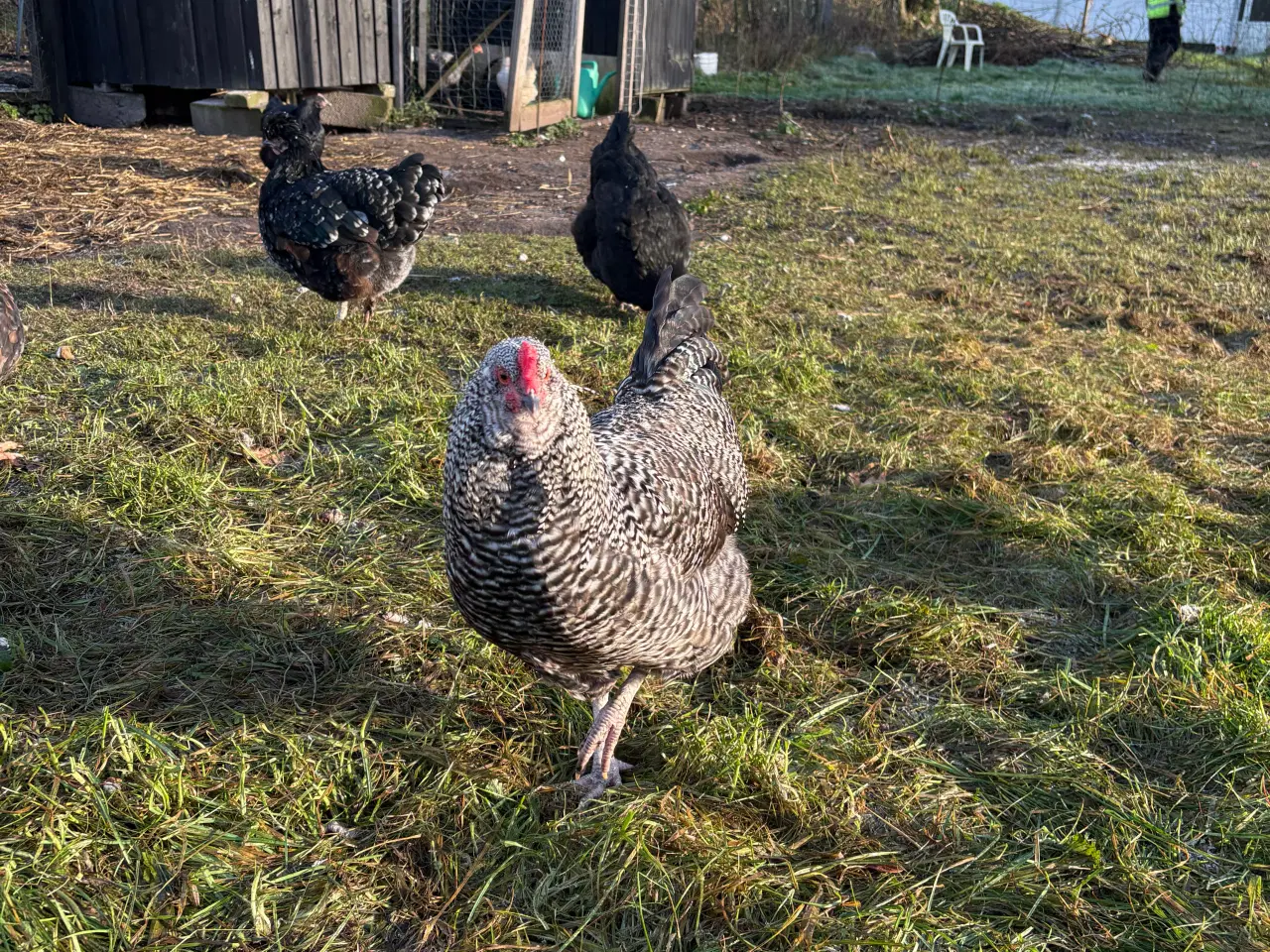 Billede 6 - Flotte hanner