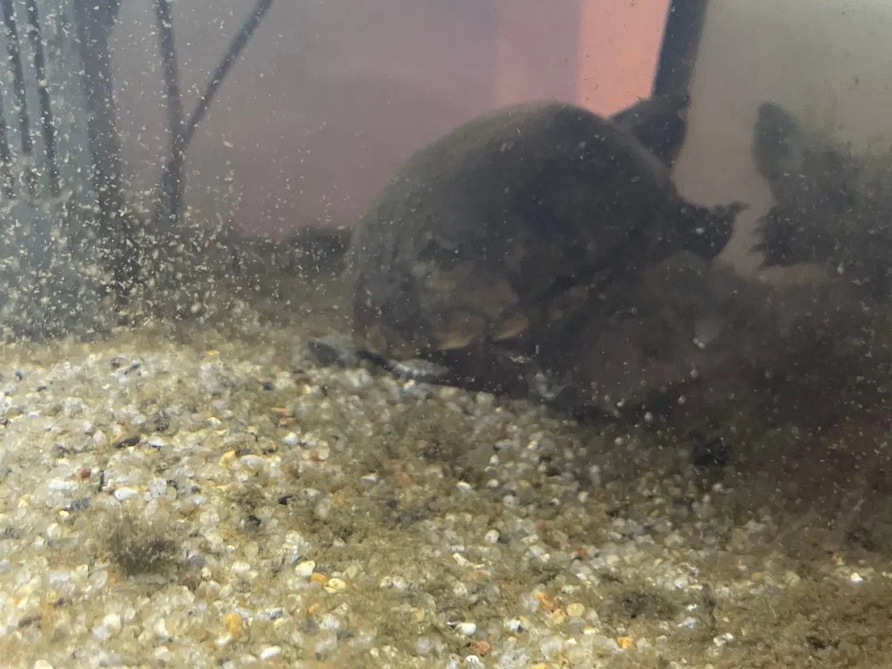Billede 3 - Sumpskildpadde med akvarie, pumpe, lys indhold 
