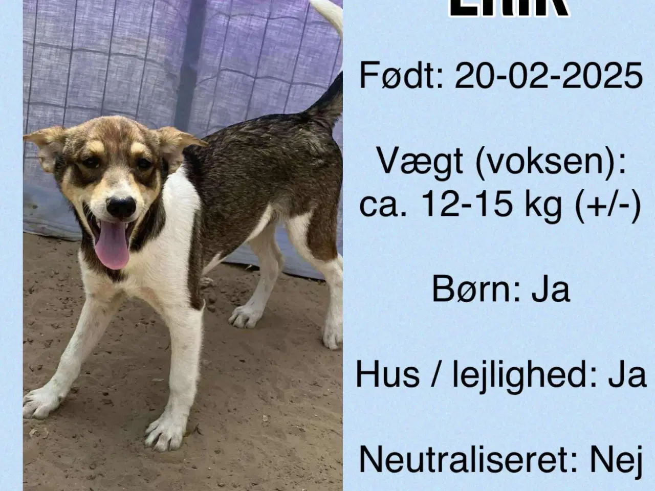 Billede 10 - Erik med de flyvende ører søger familie