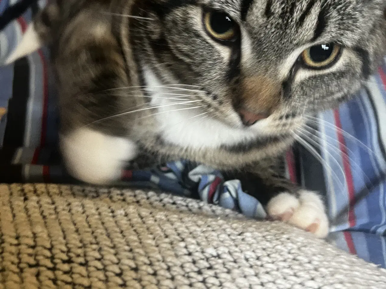 Billede 7 - Dejlige indendørskillinger -Afdrag muligt